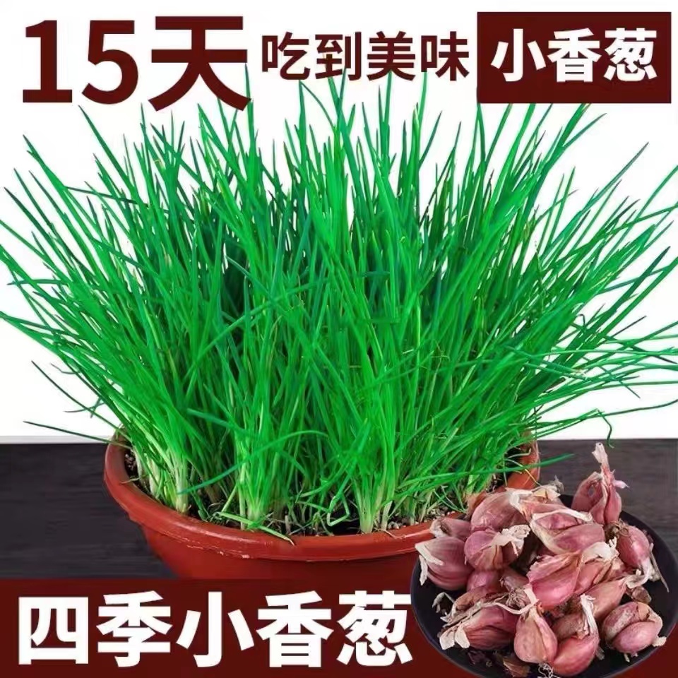 正宗四季小香葱红葱头可种植阳台盆栽小香葱熬葱油农家自种红葱头