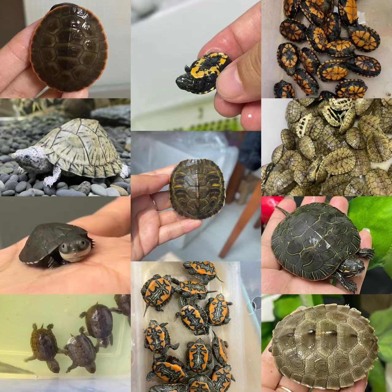 直播观赏龟龟挑选链接勿乱拍