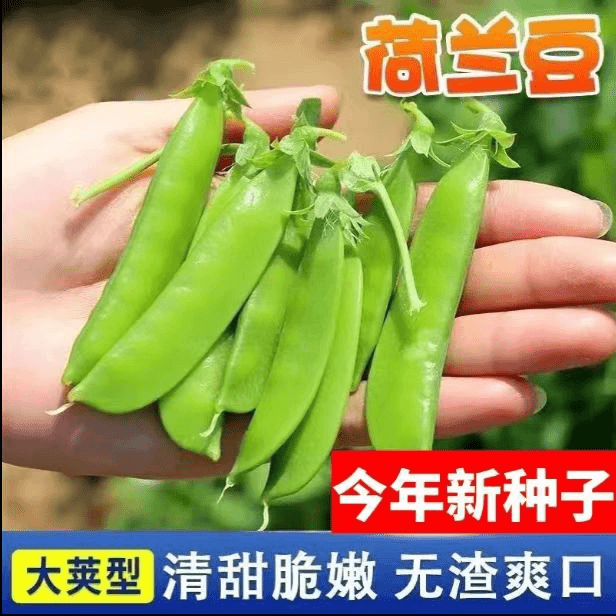 软荚荷兰豆种子四季播种大荚菜豆豌豆豆角蔬菜种籽