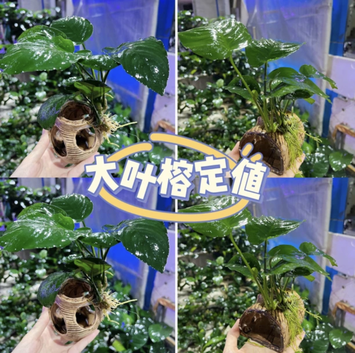 鱼缸造景迷你大叶榕躲避屋定制阴性活体淡水水草懒人新手真水草