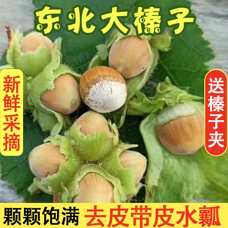 东北大榛子水仁新鲜去绿皮不带皮大榛子1斤2斤3斤5斤包邮生榛子