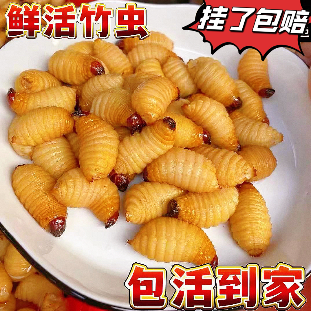 鲜活竹虫竹蛹竹笋虫新鲜竹虫活竹虫皇竹虫椰子虫活体发货包活昆虫