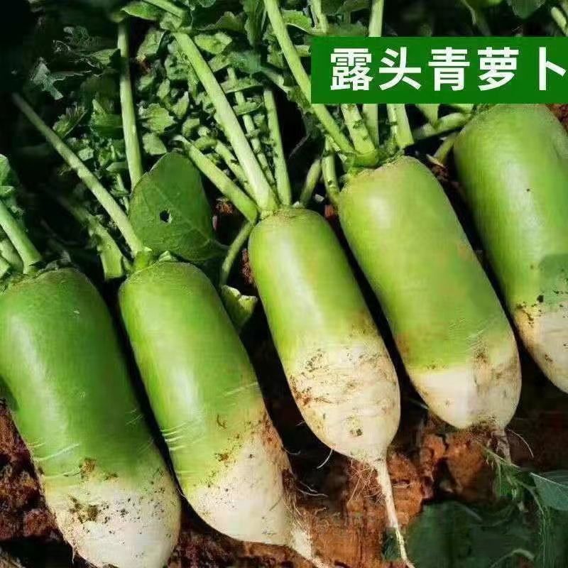 2025新鲜青萝卜辣萝卜非水果萝卜露头青萝卜应季白萝卜蔬菜包邮