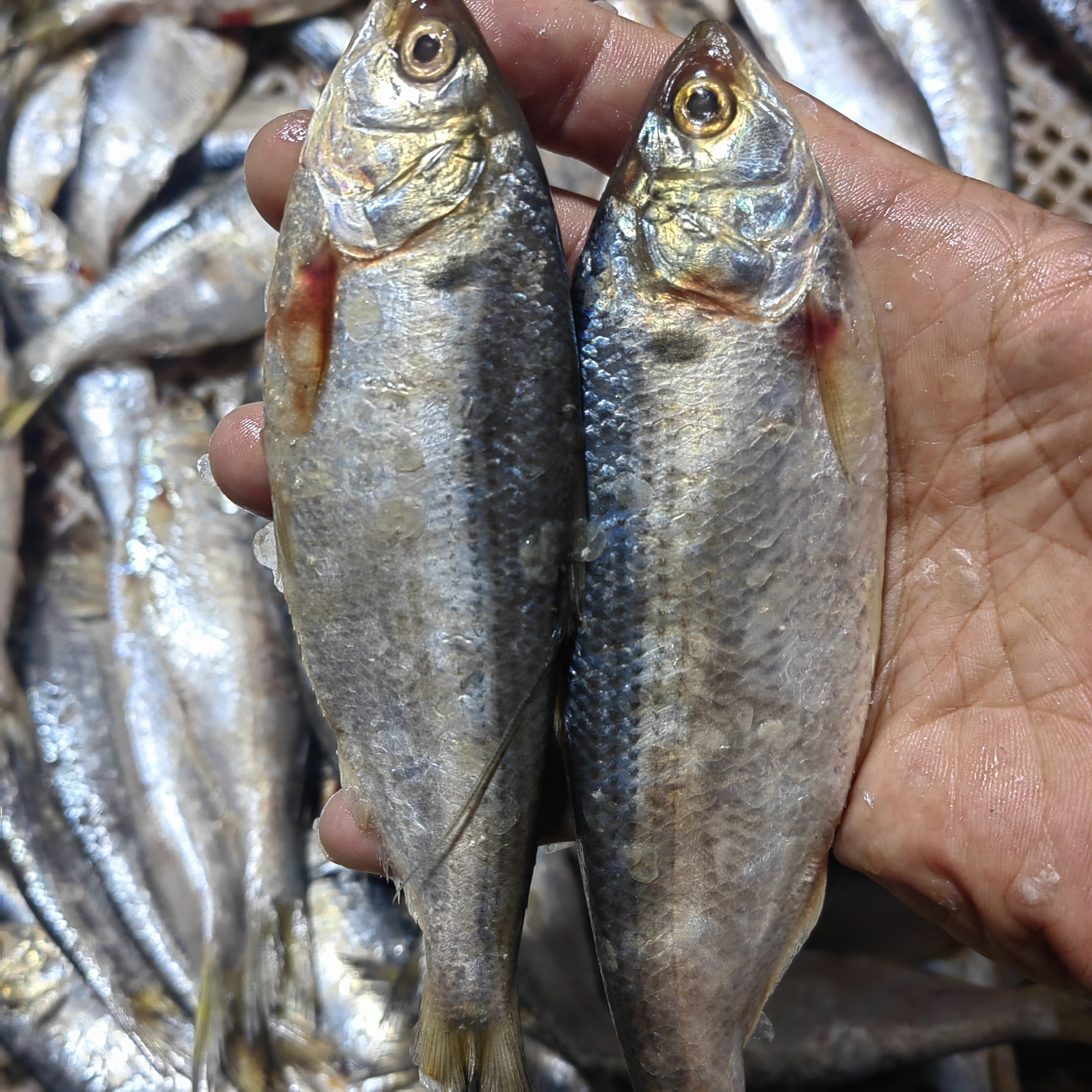 大连野生海捕令吉鱼四斤不计条数（顺丰快递）