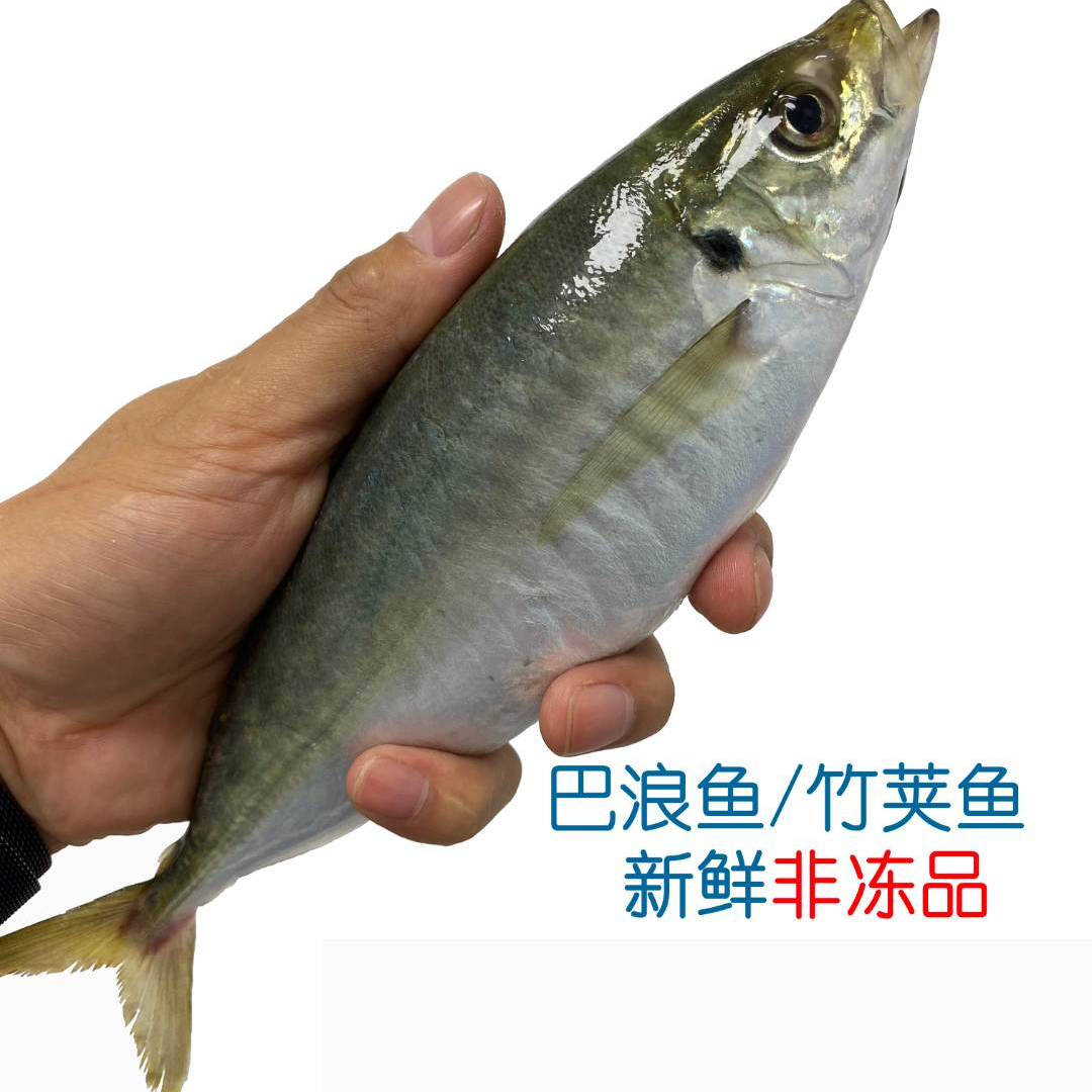 蝶鲜土豪巴浪鱼10条装盐焗盐蒸刺身养殖竹荚鱼东山岛特产新鲜海鲜