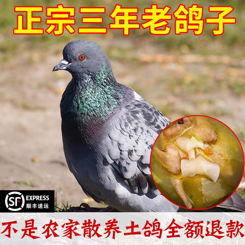 【土鸽子2只装】坏单包赔  农家散养乳鸽老鸽子 真空顺丰发真空包装
