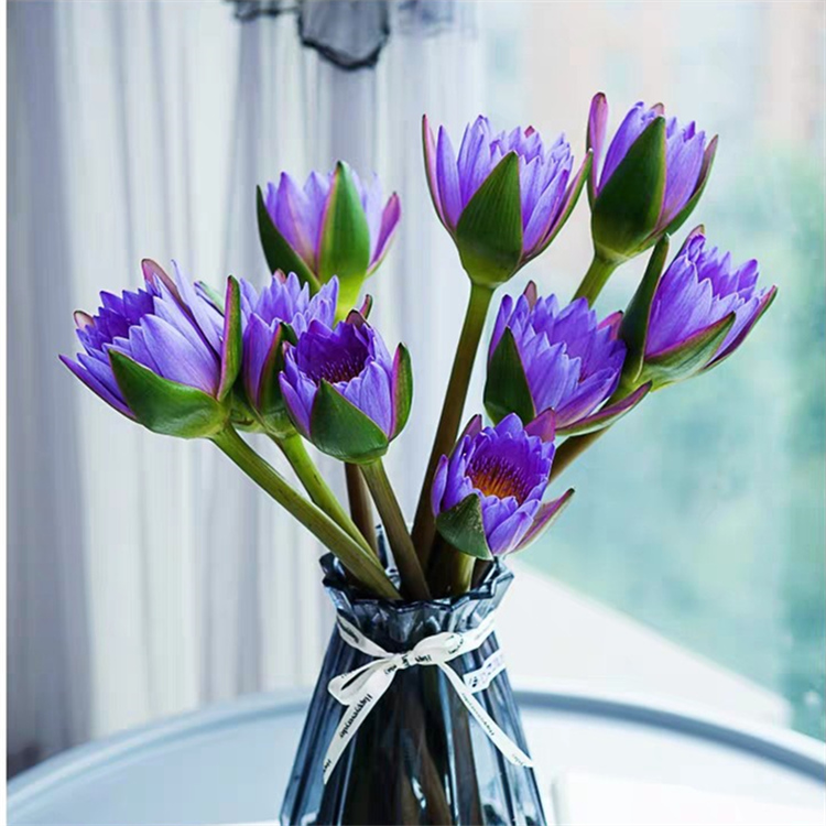 紫色睡莲花束花期鲜花基地直发水养鲜切花（养护请参考教程）家用