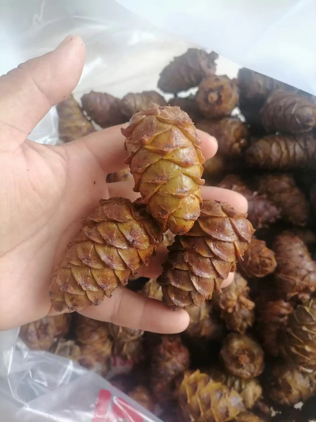 水煮松塔！大兴安岭小松塔5斤塑封包邮