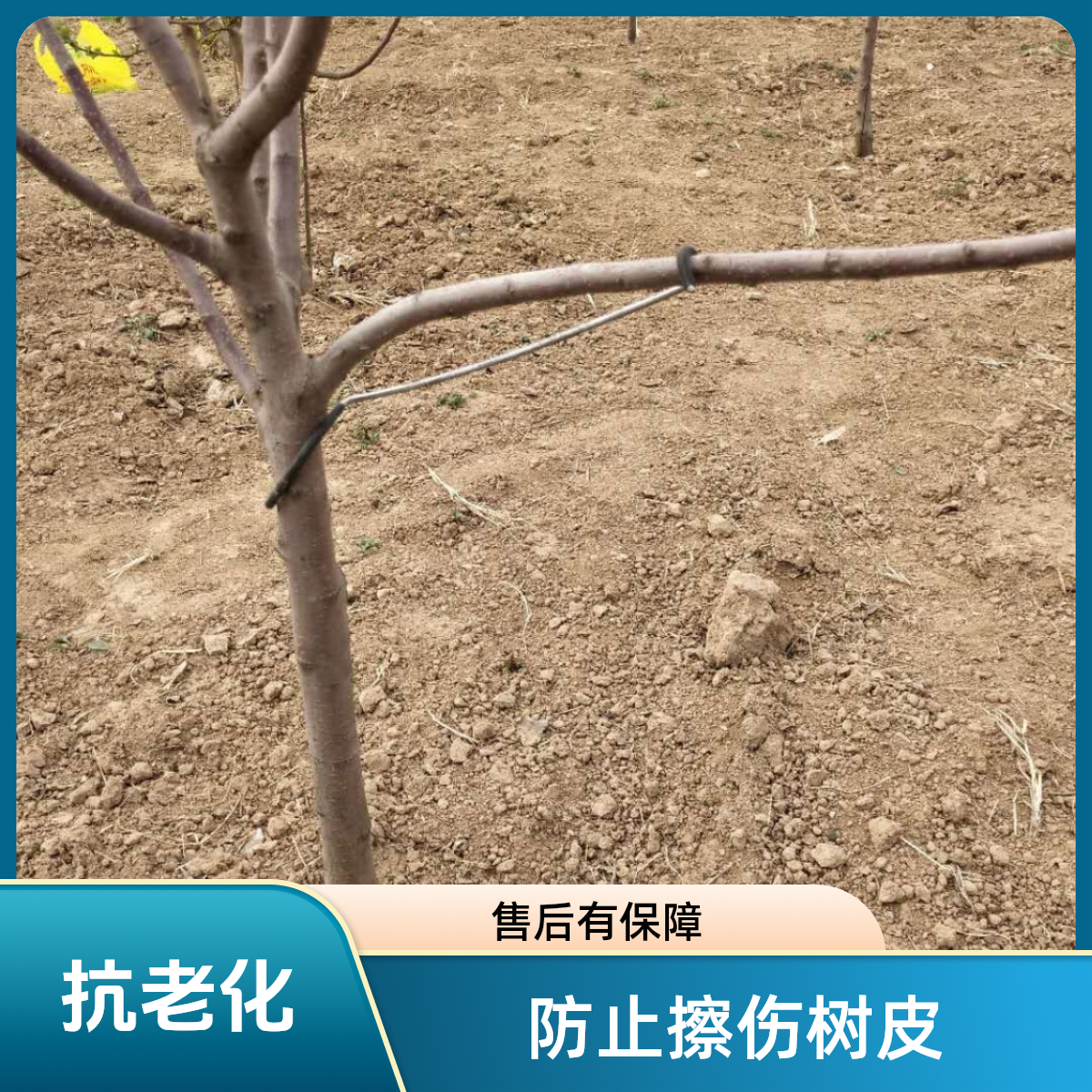 改进型26厘米长开角器适用多种园艺果树拉枝器