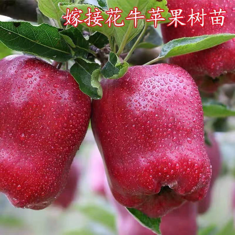 苹果树苗嫁接花牛特大苹果苗耐寒南北方种植盆栽地栽庭院当年结果