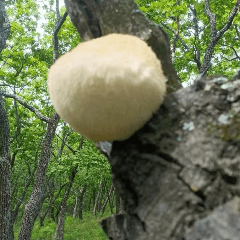 东北大山里的 猴头菇