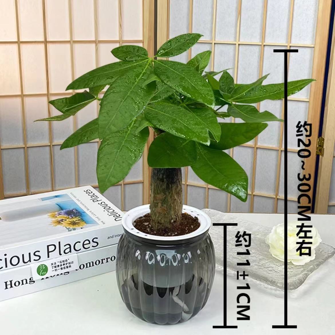 发财树盆栽室内花卉耐旱客厅卧室办公室桌面高档美观好养护绿植