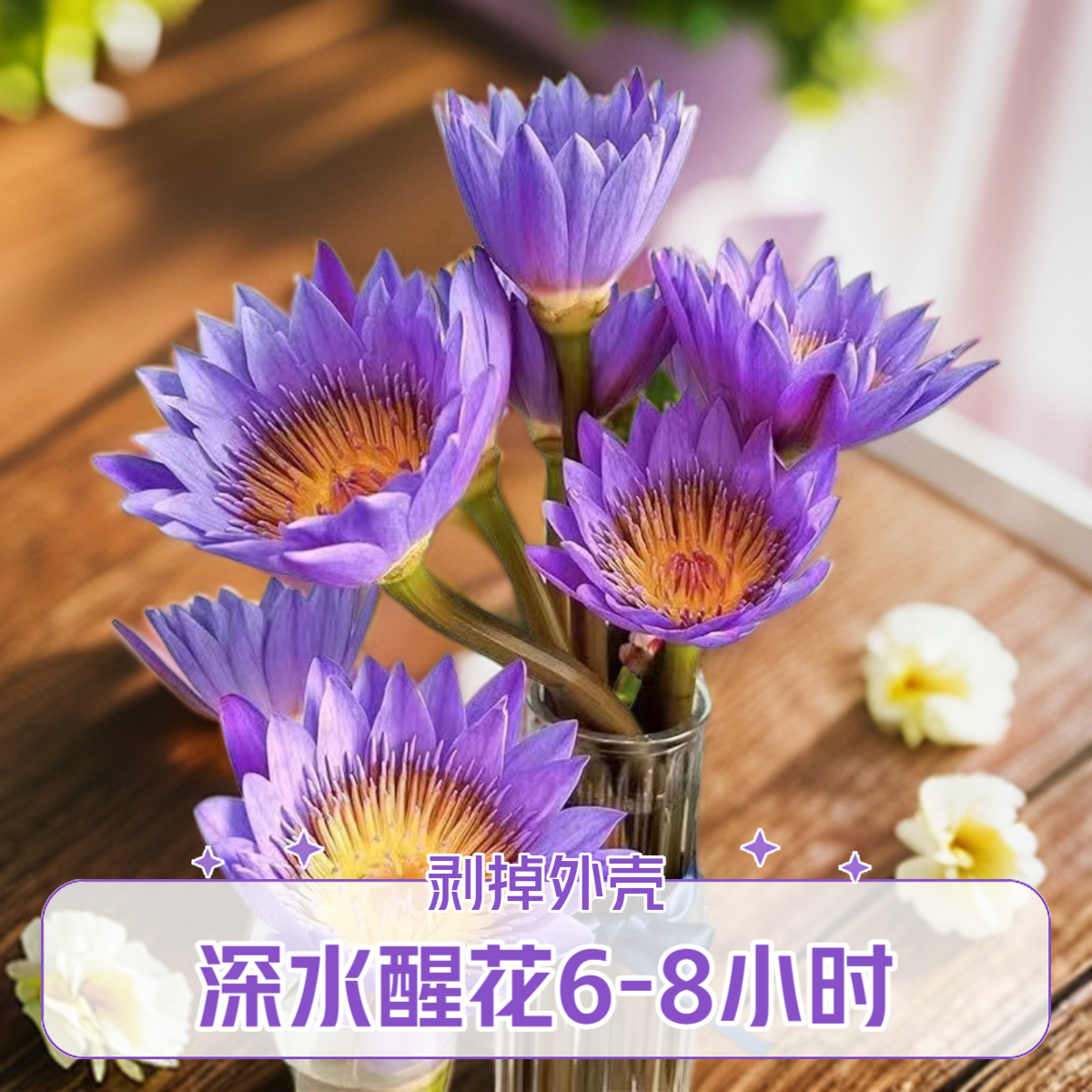 直播鲜花-紫色睡莲鲜花【养护必看教程】广州基地直发花束家用