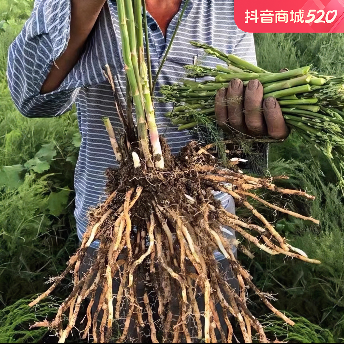 绿芦笋根苗种根种苗四季种植耐高温耐寒高成活蔬菜苗多年生北方