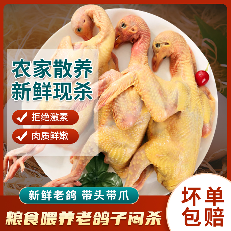 老鸽子炖鸽子汤老鸽汤鸽子汤原粮鸽粮食鸽农村散养新鲜土货