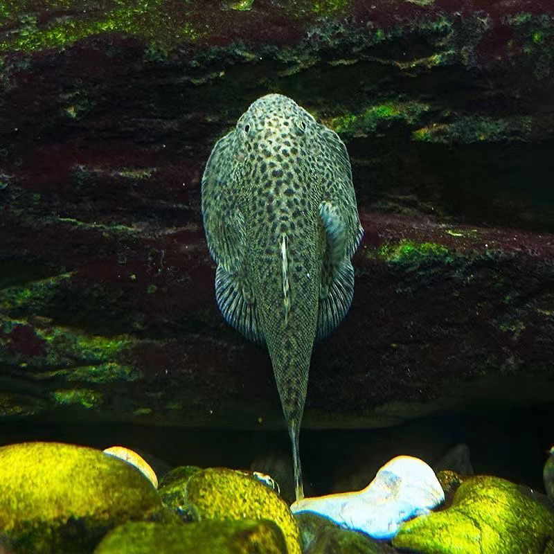 观赏活鱼清理鱼缸吃青苔贵州爬岩鳅双吸盘饲养混养原生活体纯种