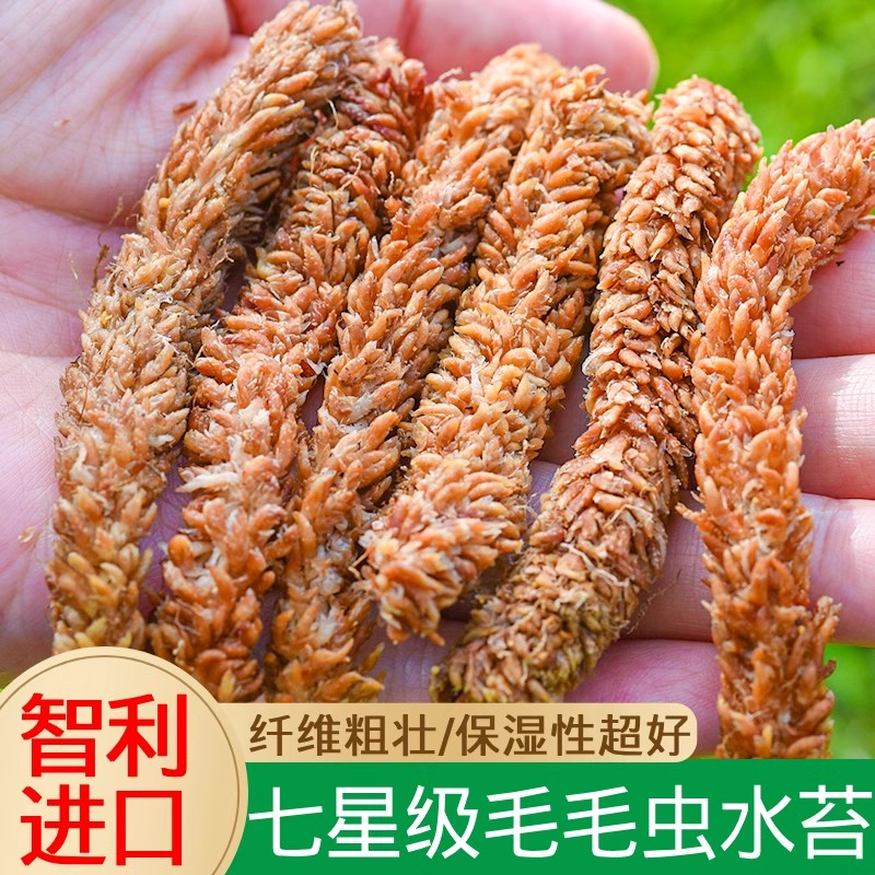 智利进口水苔红草毛毛虫水苔藓蝴蝶兰兰花专用土蝴蝶兰专用水苔