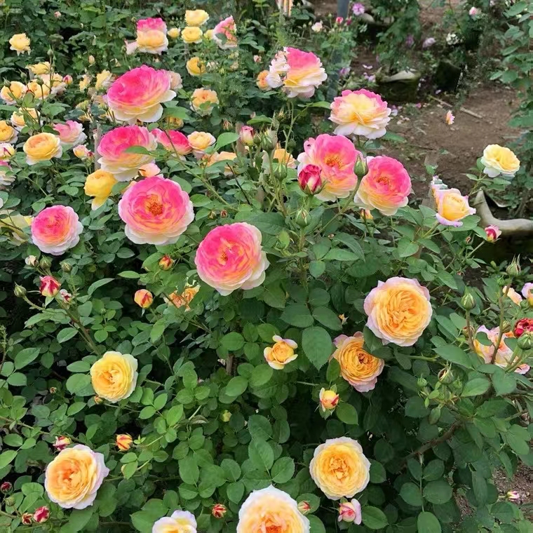 锦赏  罗曼尼詹森 复色月季爬藤四季开花浓香黄色