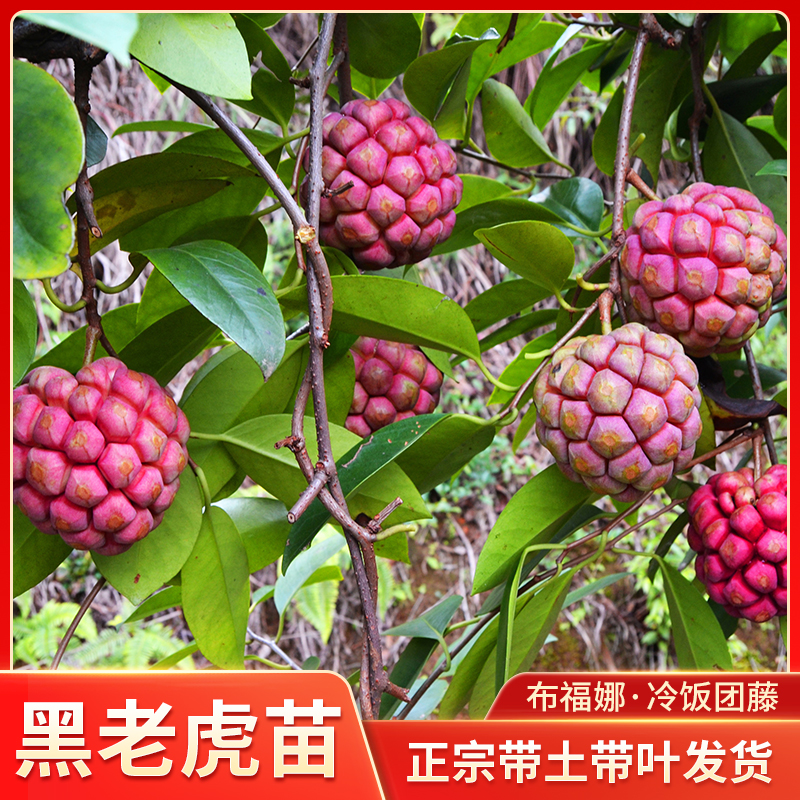 黑老虎苗布福娜果树苗新品种粉红果稀有好种植常绿带营养杯土发货