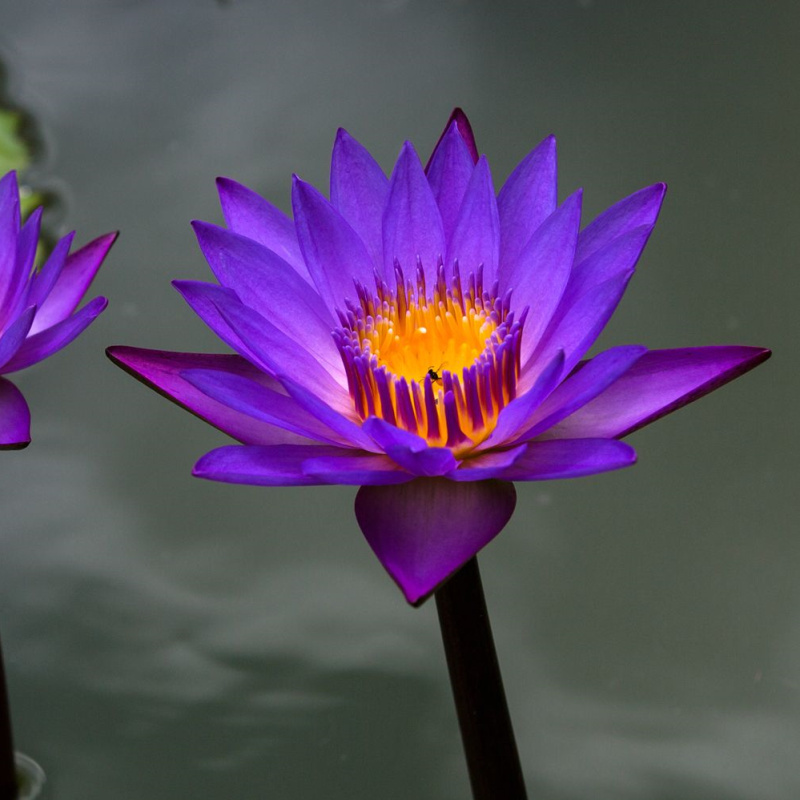 睡莲带花苞 蓝鸟紫色 黑美人 清香睡莲花苗 水池大缸水生植物花卉