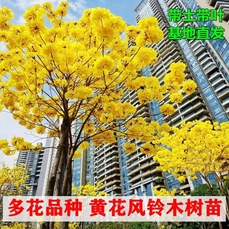 进口正宗黄花风铃紫花风铃木树苗多花地栽盆栽庭院小区绿美化花园
