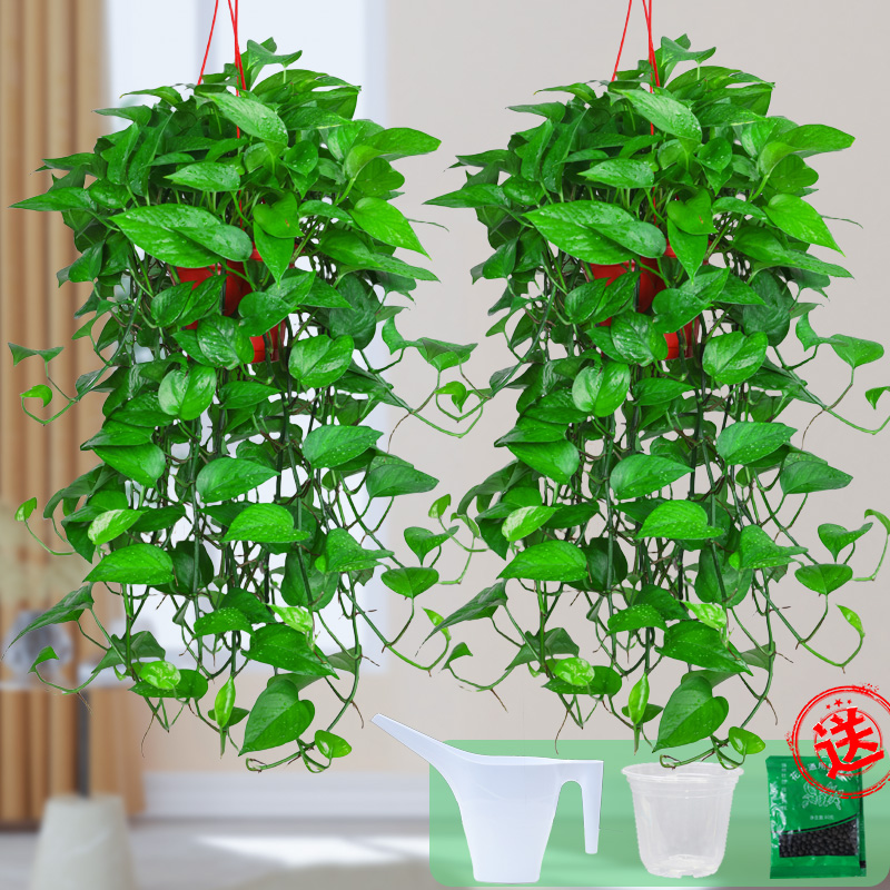 长藤绿萝批发基地直播垂吊盆栽植物净化空气室内绿植花草花卉绿箩