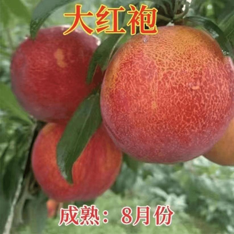 新品种果树苗李子树苗特果大红袍李子苗嫁接苗南北方种植当年结果