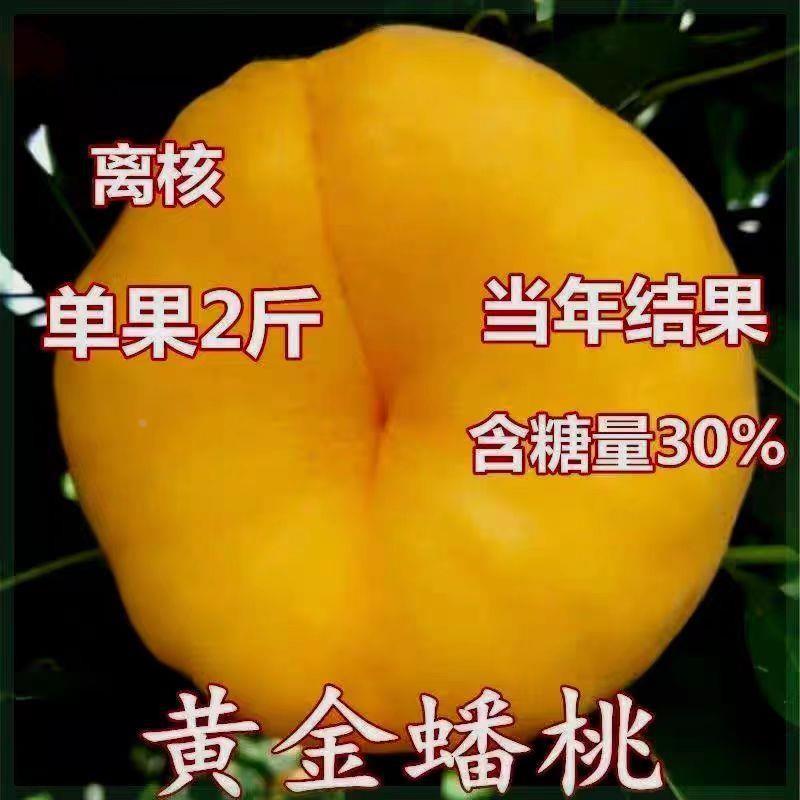 特大晚熟黄金蟠桃果树苗晚熟十一月份抗旱耐寒地栽庭院当年结果苗