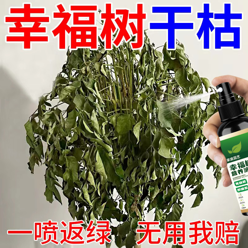 幸福树营养液掉叶落叶黄叶枝干光秃促发芽长新叶液体肥植物嫩叶