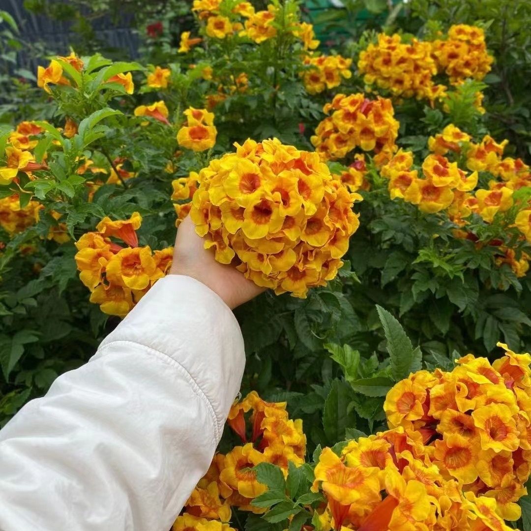 【橙钟花老桩】阳台庭院耐寒爬藤地栽盆栽四季好养活