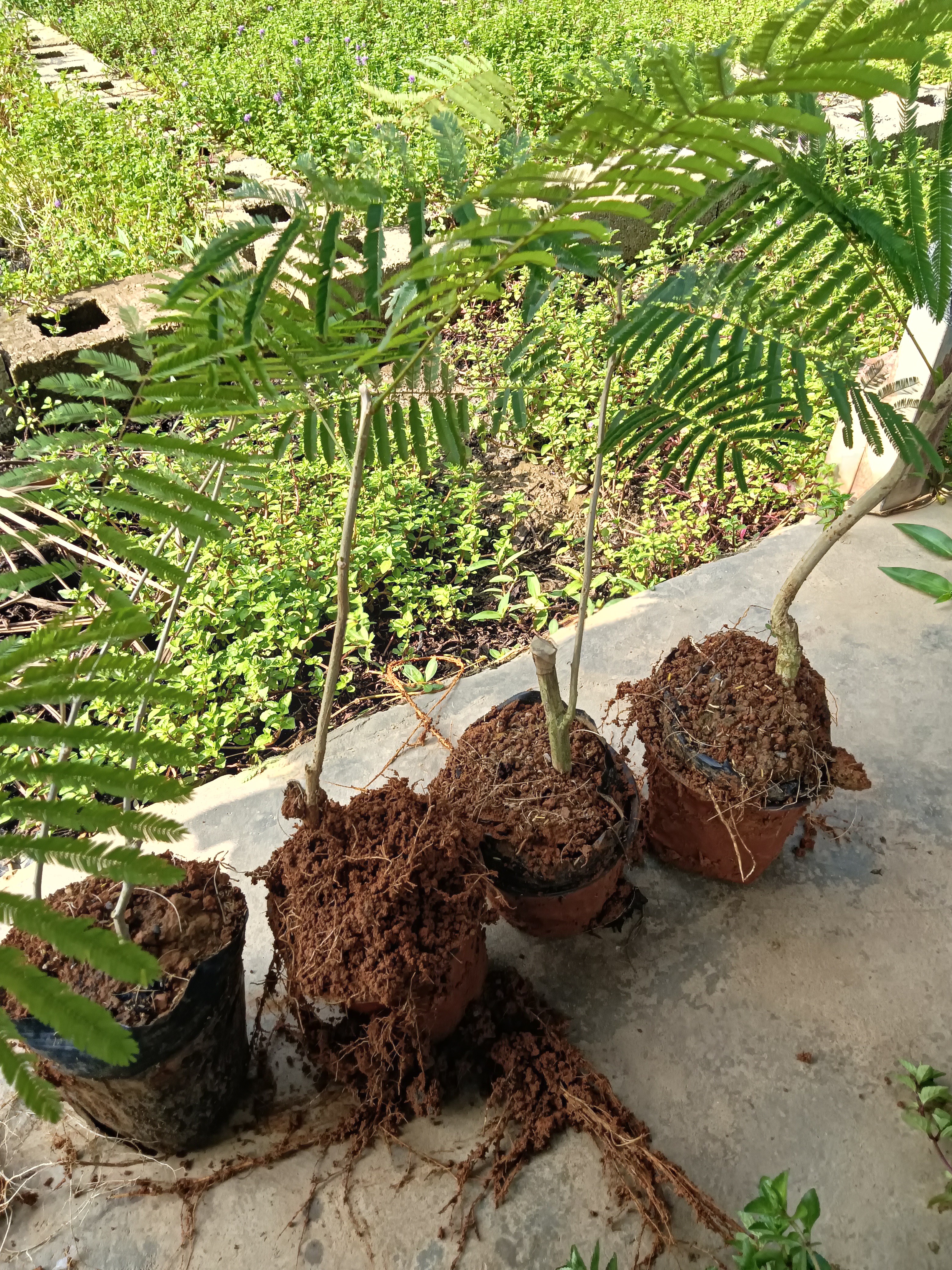 帕哈苗盆栽云南德宏特产臭菜苗绿植2年苗扦插苗易活热卖