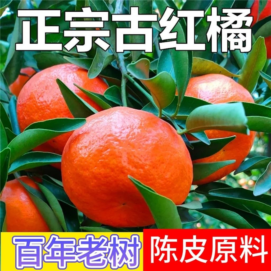 正宗百年古树川红橘、推荐制作陈皮原材料，新鲜采摘