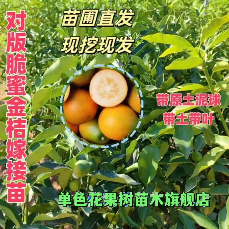广西融安脆蜜柑橘果树苗脆皮柑桔嫁接苗盆栽地栽南方种植桔子橘子