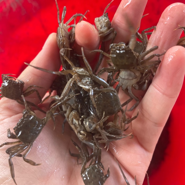 宠物蟹蟹苗淡水养殖蟹大闸蟹豆蟹苗河蟹豆蟹苗