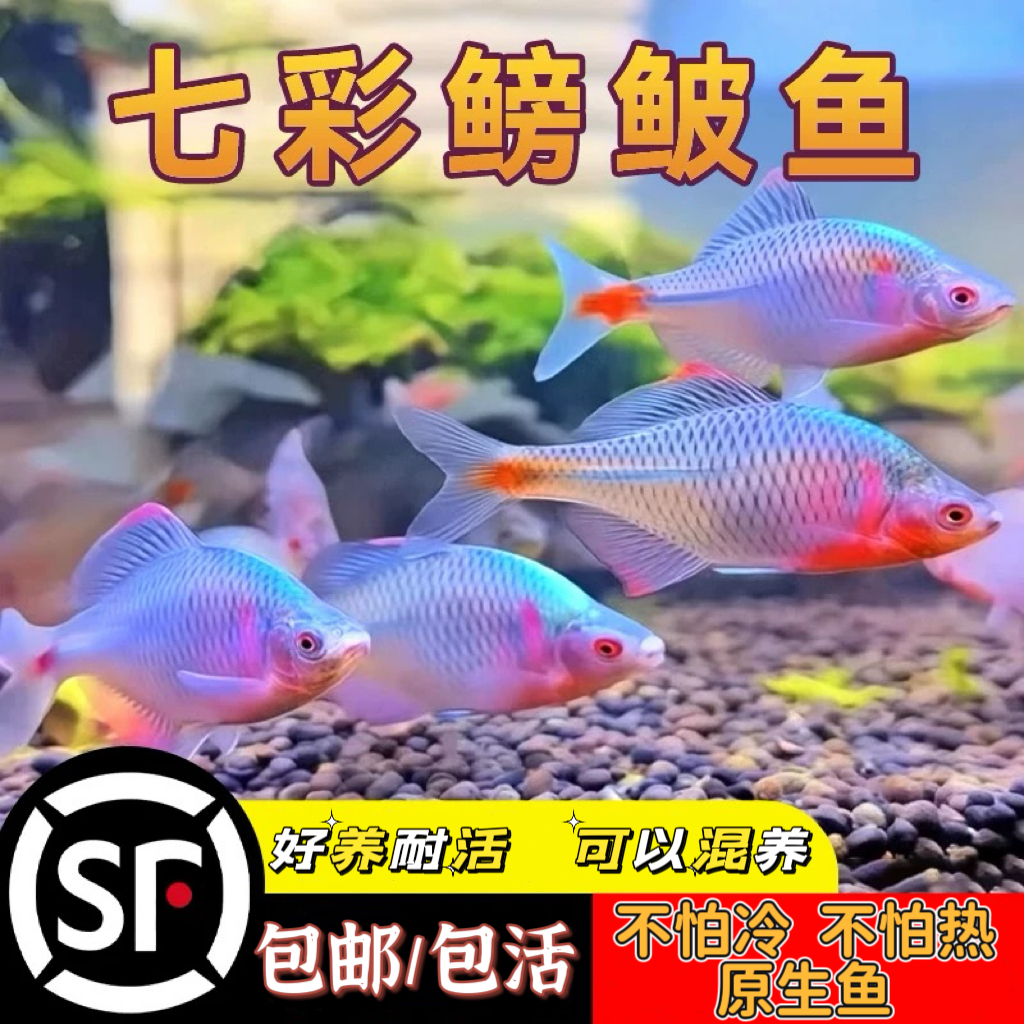 七彩鳑鲏混养观赏小型原生群游淡水好养耐活除藻除油膜冷水观赏鱼