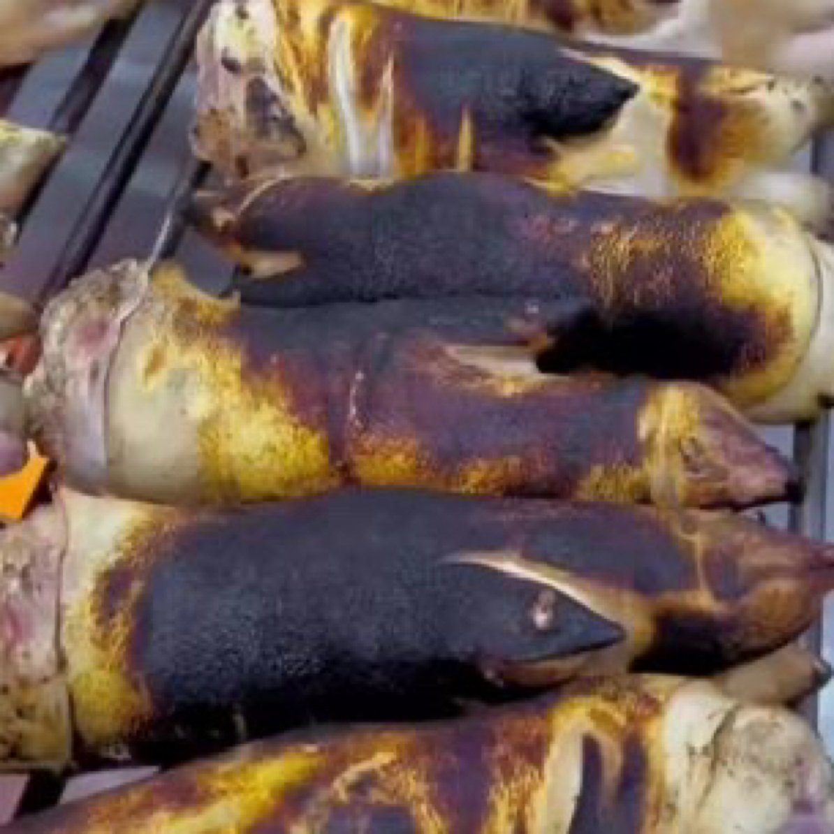 东北农村散养家猪火烧前蹄5斤~5.5斤顺丰包邮