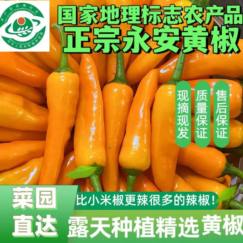 新鲜香辣福建永安小黄辣椒农家自种子弹头辣椒福鼎肉片200克-8斤