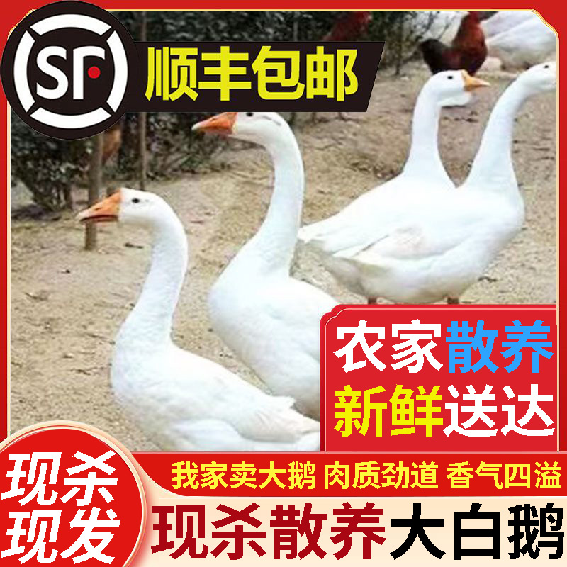10斤一只农家散养新鲜现杀大白鹅 整只特大铁锅炖大鹅卤鹅食材
