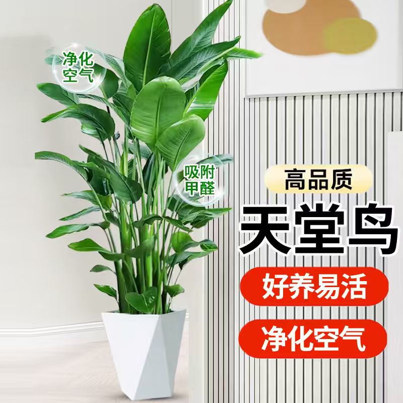 【亏米冲量】天堂鸟90-100cm室内客厅大型绿植净化空气送菱形盆
