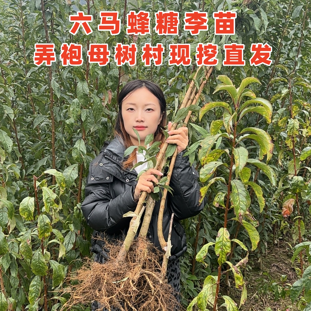 贵州六马原产地蜂糖李一代嫁接苗现挖地栽盆栽送技术