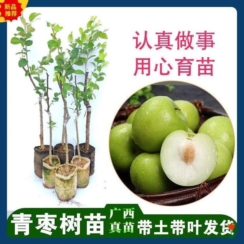 台湾大青枣牛奶枣苹果枣嫁接苗特大南方盆栽地栽庭院阳台耐寒种植