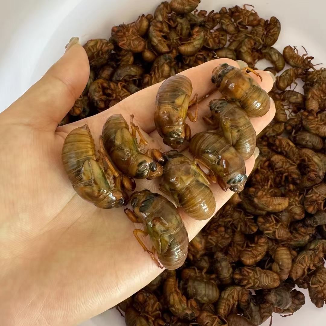 山东大金蝉爬叉知了猴50只100只200只鲜活速冻知了猴顺丰包邮油炸