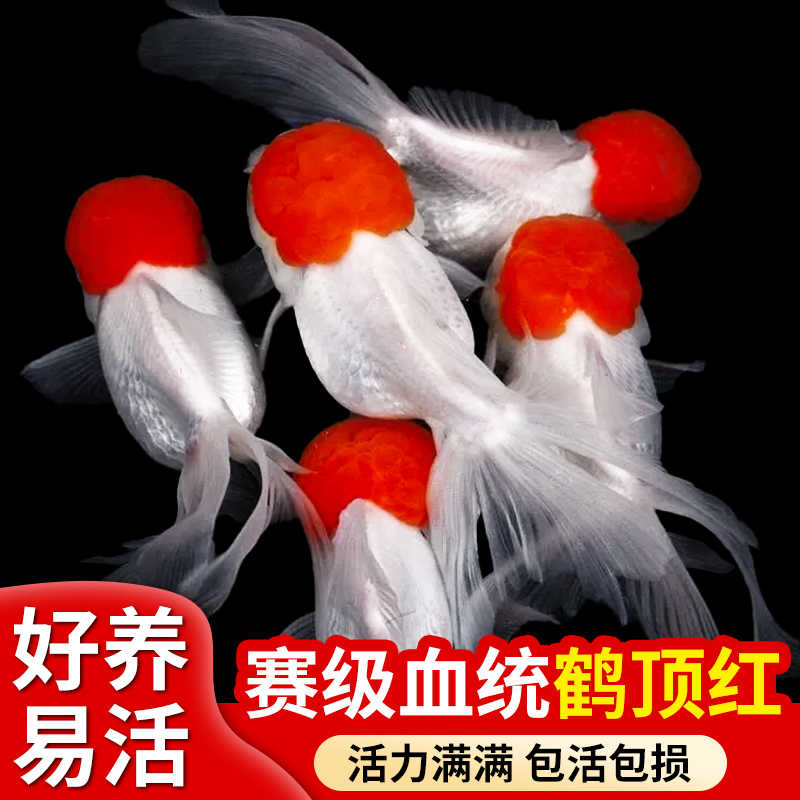 顶红金鱼观赏鱼鸿运当头鹤活体鱼苗冷水小鱼淡水好养国狮金鱼活鱼