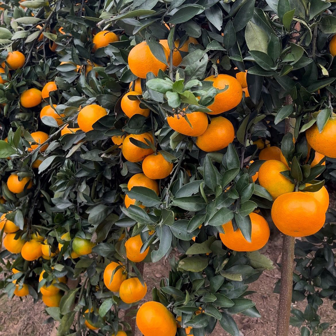 正宗洞口雪峰蜜橘酸甜可口中熟品种一口爆汁园艺场果园