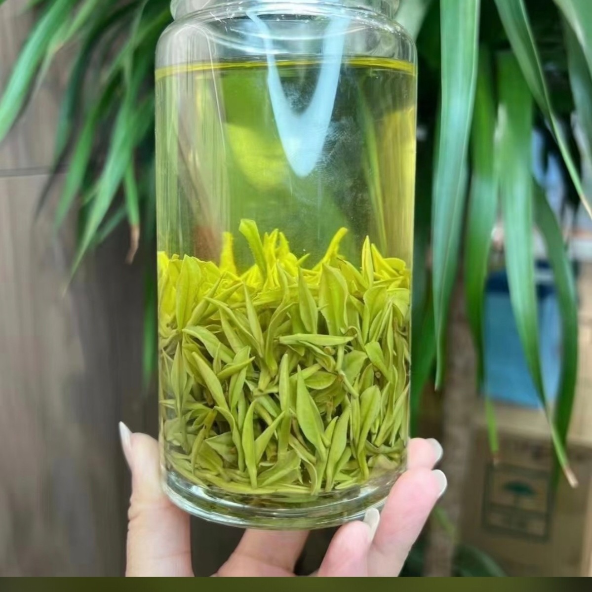 提采：内山黄芽茶清雅兰花香2025A2新茶纯笨茶原产地霍山耐泡