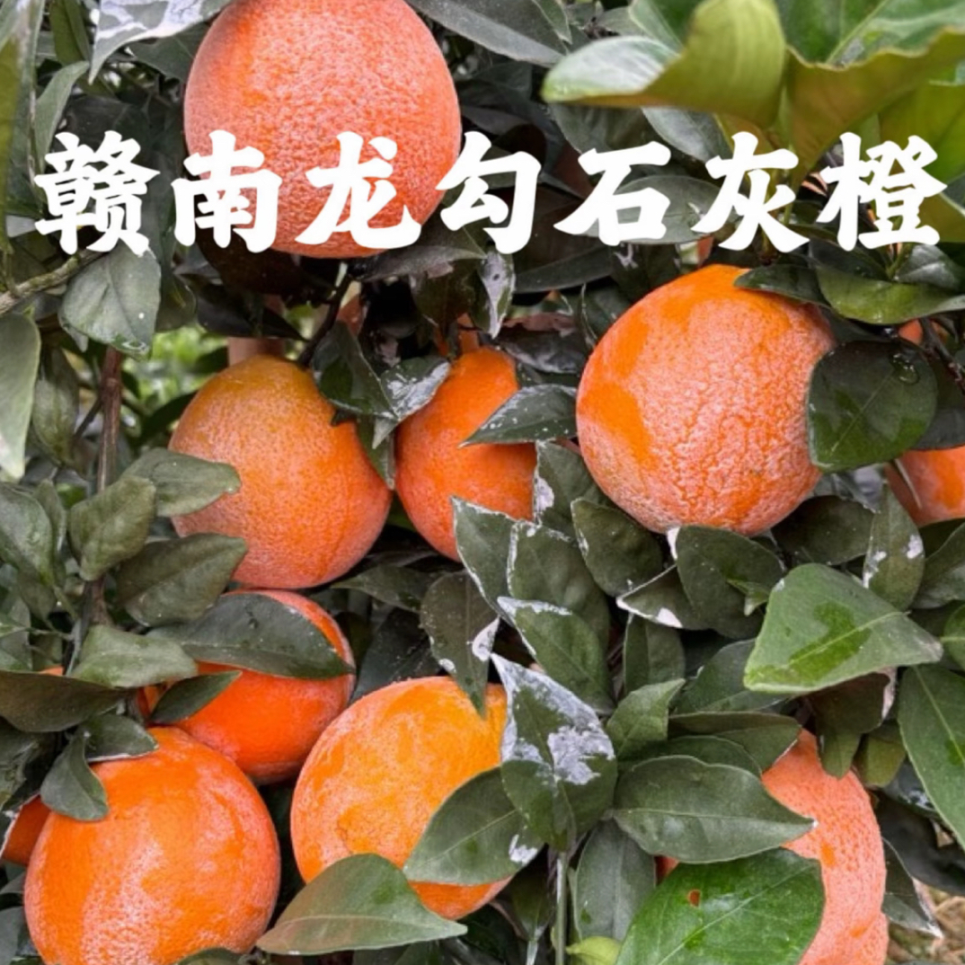 赣南脐橙石灰脐橙基地新鲜采摘应季香甜多汁手拨橙