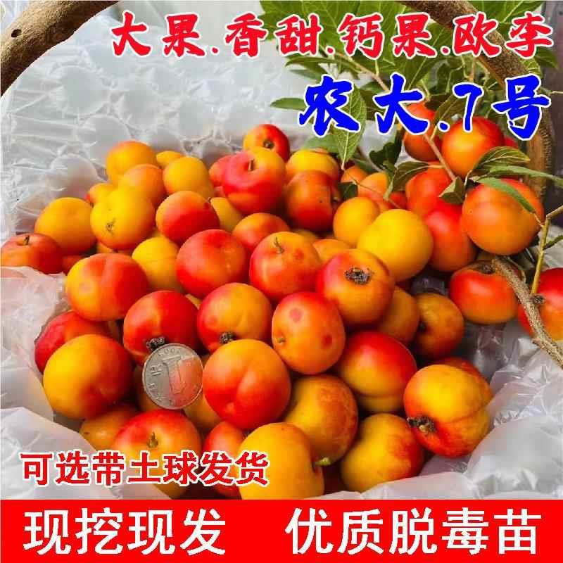 中华钙果树苗农大7号欧李苗七号樱桃树苖盆栽庭院地栽耐寒果树苗
