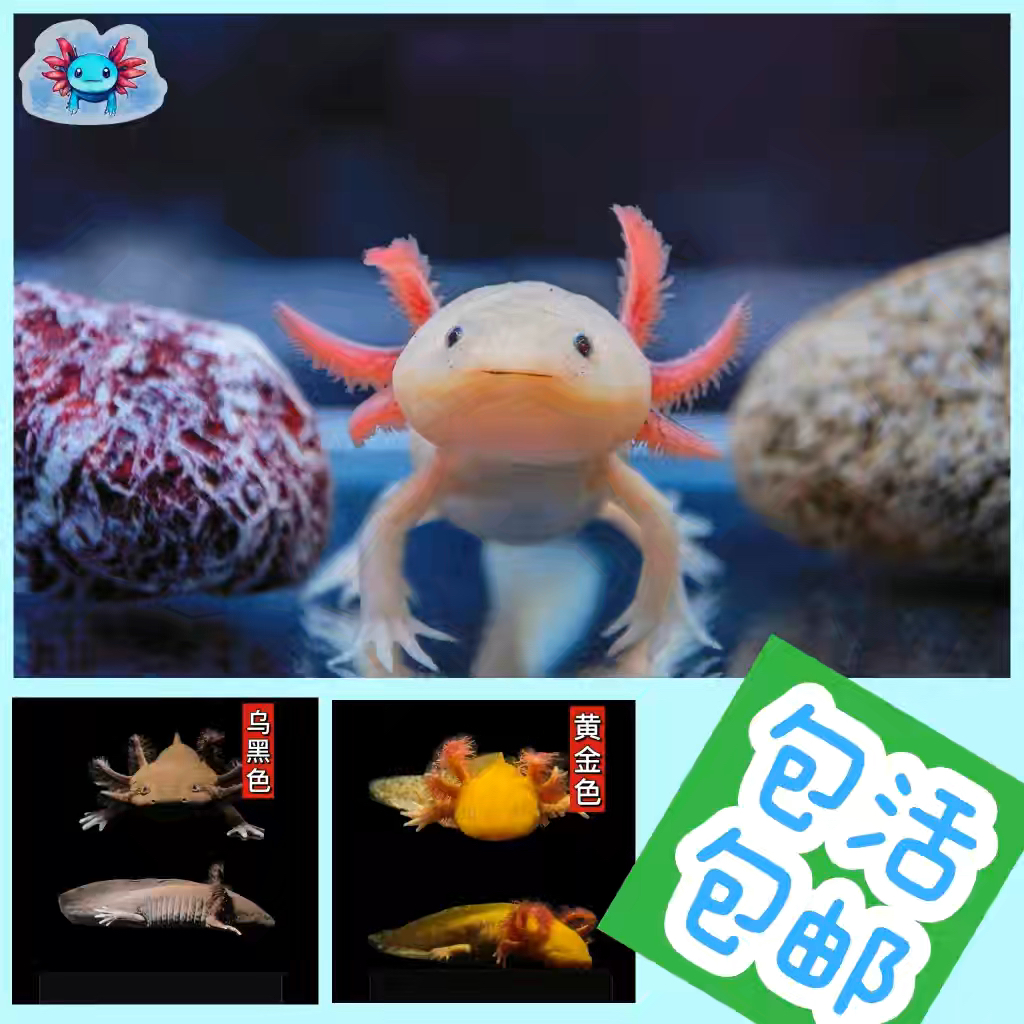 【包邮包损】六角恐龙鱼淡水鱼墨西哥钝口螈冷水观赏鱼美西螈恐龙鱼