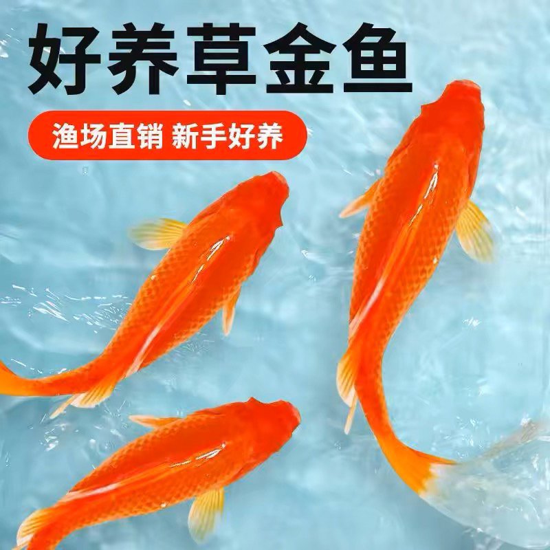 【红宝石金鱼】29尾 冷链包邮 好养耐活 品种混搭 3-6公分