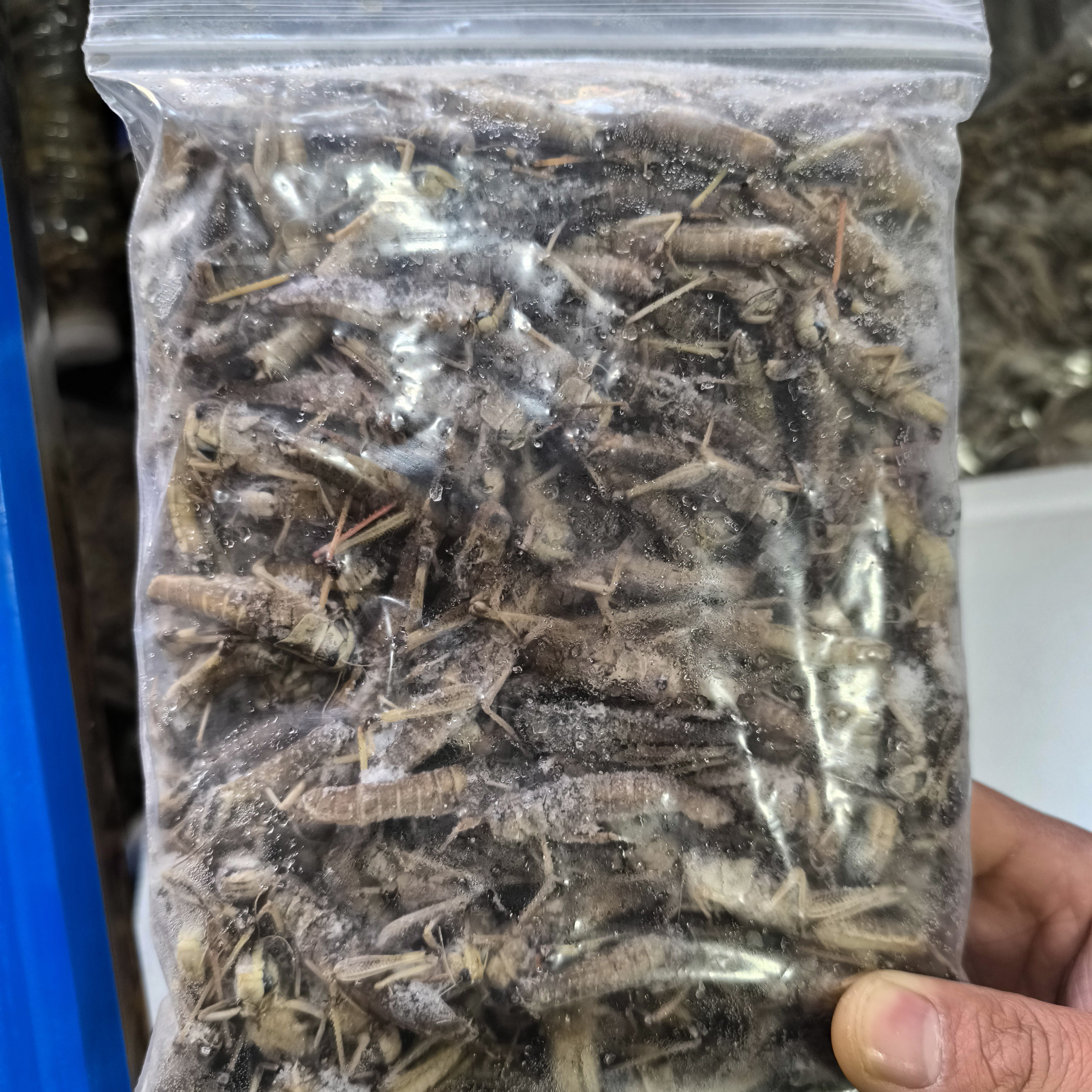 2025头茬纯母去翅蚂蚱